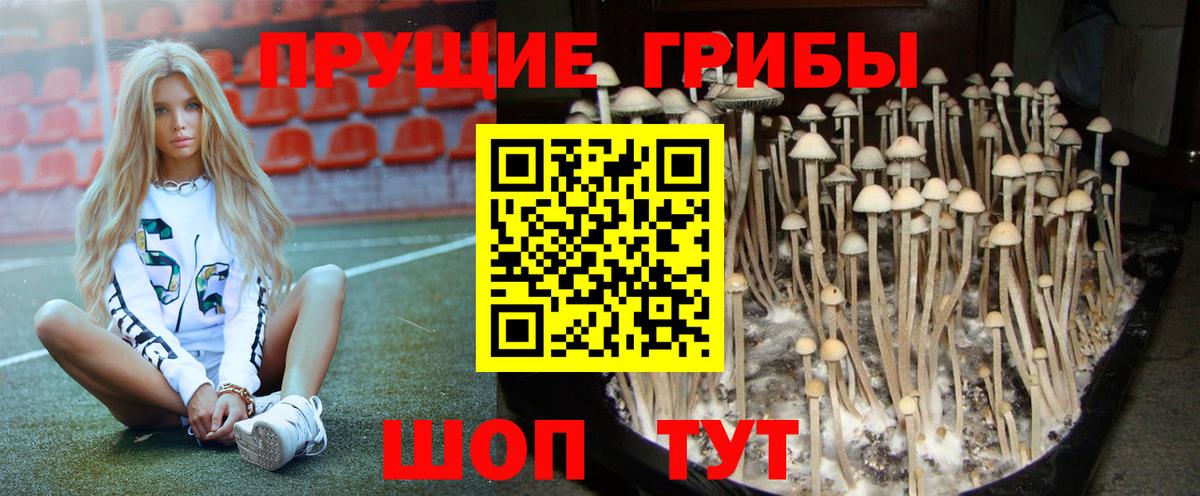 Галлюциногенные грибы GOLDEN TEACHER  Галлюциногенные грибы Psilocybe  Вход с VPN  Отрадный 